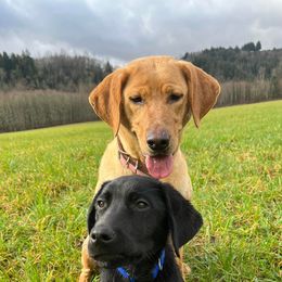 Labrador Retrievers from Skagit Labradors