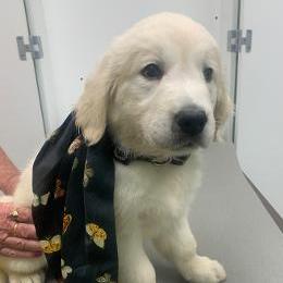 Gunner is the most laid back puppy ever, he would be a wonderful companion for an older couple or an excellant service dog. - Light golden male Golden Retriever puppy in Palatka, Florida from Mother of Pearl English Creams