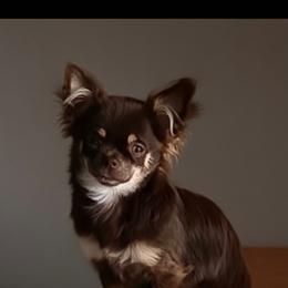Rosie - Chihuahua