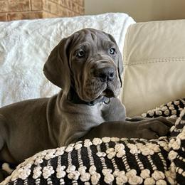 Tank - Great Dane puppy from Blue Thunder Danes