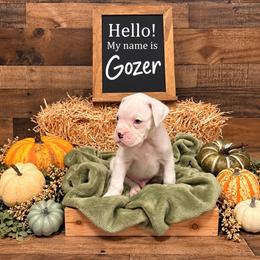 Gozer - White male Boxer puppy in Grove City, Ohio from Krieger Family Boxers