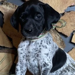 German Shorthaired Pointers from Twisted Pines Ranch