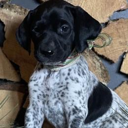 German Shorthaired Pointers from Twisted Pines Ranch