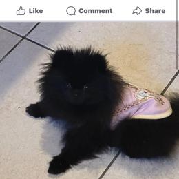 Suki, Suki Hana - Pomeranian