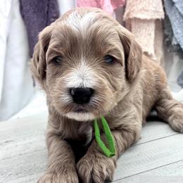 Green Boy - Red  male Goldendoodle puppy in Travelers Rest, South Carolina from Bailey Mountain Doodles