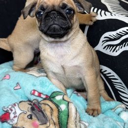 Girl 3 - Fawn female Pug puppy in Capac, Michigan from Puddles Palace Puppies