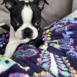 The Gentleman Frosty (AKC, male) - Black and white male Boston Terrier puppy in Wildwood, Missouri from Belleville Bostons
