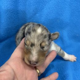 Blake - Collie puppy from Collie Campo