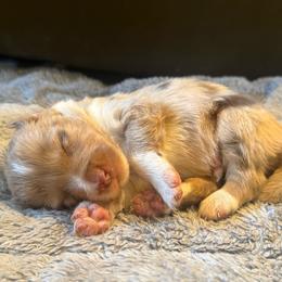 Trump - Red merle male Border Collie puppy in Lakeport, California from Akins Aussies/Wild Rose Ranch