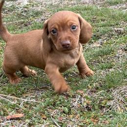 Irish Murphy - Red male Dachshund puppy in Spokane, Washington from Beautiful Beans