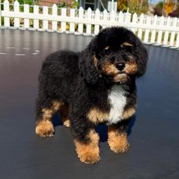 Black panther - Phantom male Poodle puppy in Henefer, Utah from Mountain Valley Poodles