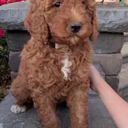 Girl 1 - Red  female Poodle puppy in Silverton, Oregon from Rambler Goldens