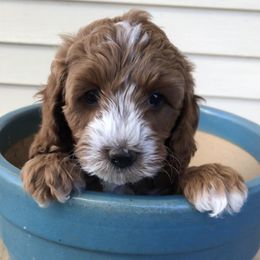 Cavapoos and Shichons from Painter Puppies