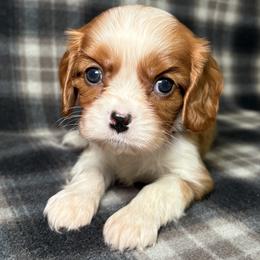 Pink Girl - Blenheim female Cavalier King Charles Spaniel puppy in Siloam Springs, Arkansas from Queen Cavaliers