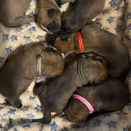 FireStar - Fawn Boxer puppy in Moore, South Carolina from Lafayette Bulldogs & Boxers