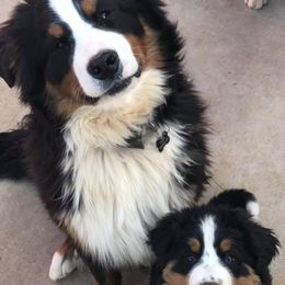 Bernese Mountain Dogs from Puppies on the Prairie
