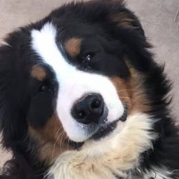 Bernese Mountain Dogs from Puppies on the Prairie