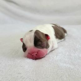 Boston Terrier Puppies from White Valley Boston Terriers