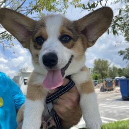 Lil Joe - Sable and white male American Corgi puppy in Brandon, Florida from Swell Corgis