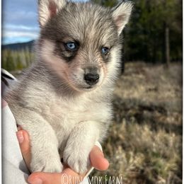 Five-Card Draw (aka Casino) - Wolf sable male Pomsky puppy in St. Maries, Idaho from Runamok Farm