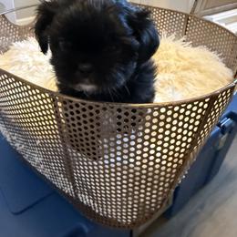 Mabel - Black and white female Shih Tzu puppy in Boiling Springs, South Carolina from Sherry Whiteside's Shih Tzus