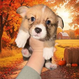 Cider - Red male Pembroke Welsh Corgi puppy in New Port Richey, Florida from Spots and Sploots