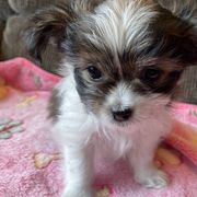 Magical Mi-Kis L'il Miss Starla - Brown Mi-Ki puppy in Brownsville, Pennsylvania from Magical Mi-Kis
