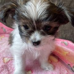 Magical Mi-Kis L'il Miss Starla - Brown Mi-Ki puppy in Brownsville, Pennsylvania from Magical Mi-Kis