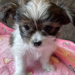 Magical Mi-Kis L'il Miss Starla - Brown Mi-Ki puppy in Brownsville, Pennsylvania from Magical Mi-Kis