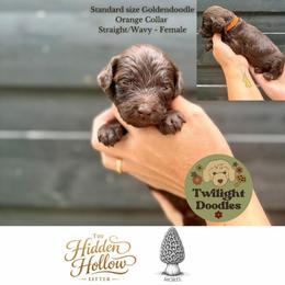 Morel - Orange Collar - Chocolate female Goldendoodle puppy in Garland, Texas from Twilight Doodles