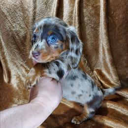 FABLE - Dapple female Dachshund puppy in Swink, Oklahoma from Palali Farm