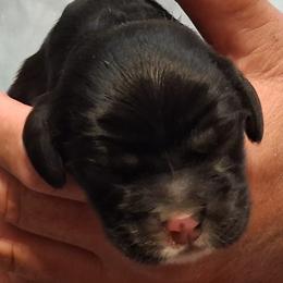 Lupin - Black male Cocker Spaniel puppy in Crossville, Tennessee from Timber Sunrise Cockers