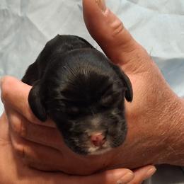 Lupin - Black male Cocker Spaniel puppy in Crossville, Tennessee from Timber Sunrise Cockers