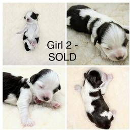 Girl 2 - Chocolate female Havanese puppy in Elkins, Arkansas from Havana Knights Havanese