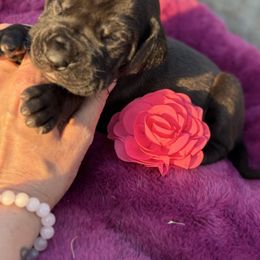 Lennon - Black female Great Dane puppy in Michigan from Garrow Danes House of Blues