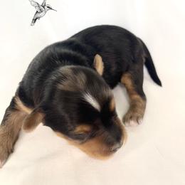 Yorkshire Terrier Puppies from Hummingbird Farm & Gardens