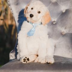Bordoodle Puppies from 2J 2K Bordoodles LLC