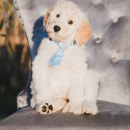 Bordoodle Puppies from 2J 2K Bordoodles LLC
