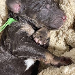 Poodle Puppies from Ladybug Poodles