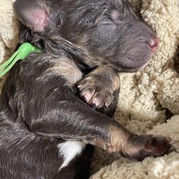 Poodle Puppies from Ladybug Poodles