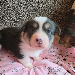 Pembroke Welsh Corgi Puppies from Montana Corgi Corral