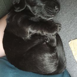 Dachshund Puppies from Mini Dachshund Loves