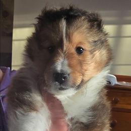 Buddy - Sable and white male Shetland Sheepdog puppy in Wyoming, Minnesota from Crooked Creek Shelties