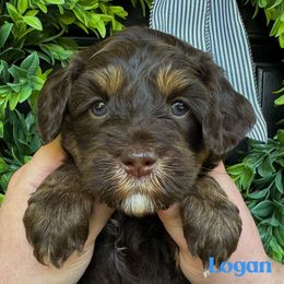 Logan - Tri-color male Australian Labradoodle puppy in Silver Spring, Maryland from Potomac Australian Labradoodles