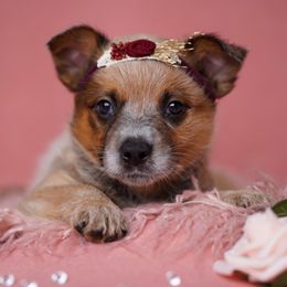 Australian Cattle Dog and Collie Puppies from Blackberry Hills