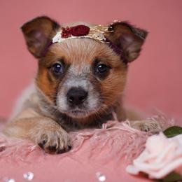 Australian Cattle Dog and Collie Puppies from Blackberry Hills