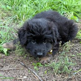 Yellow female - Black and red female German Shepherd puppy in Herrick, South Dakota from Dakota Shepherds Kennels