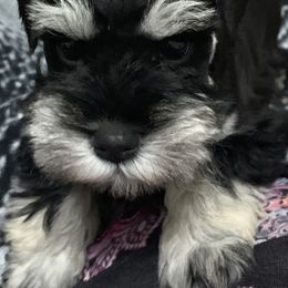 Miniature Schnauzer Puppies from Caesars Creek Miniature Schnauzers