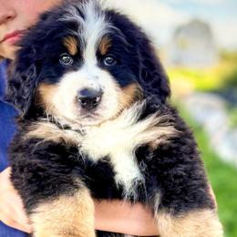 Bernese Mountain Dog Puppies from Golden Willow Puppies