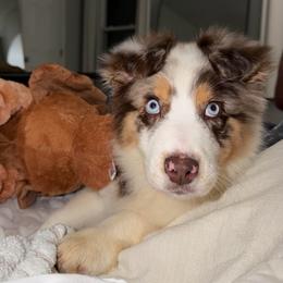 Farfalle - Red merle female Australian Shepherd puppy in Anniston, Alabama from All Hale Aussies